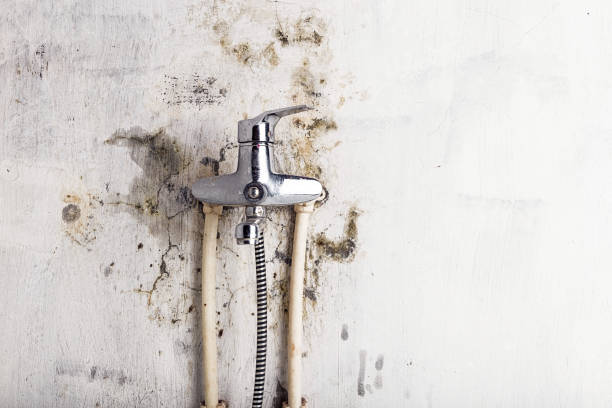Best Emergency Mold Removal  in Imperial, PA