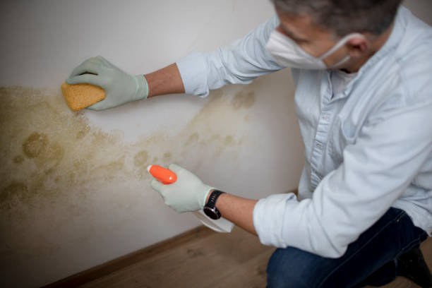 Certified Mold Removal in Imperial, PA